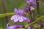 Sharpsepal beardtongue